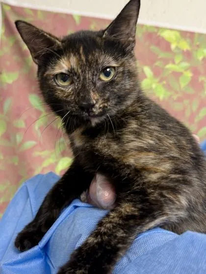 A young small-sized female Domestic Short Hair cat named Monica for adoption in San Antonio, TX