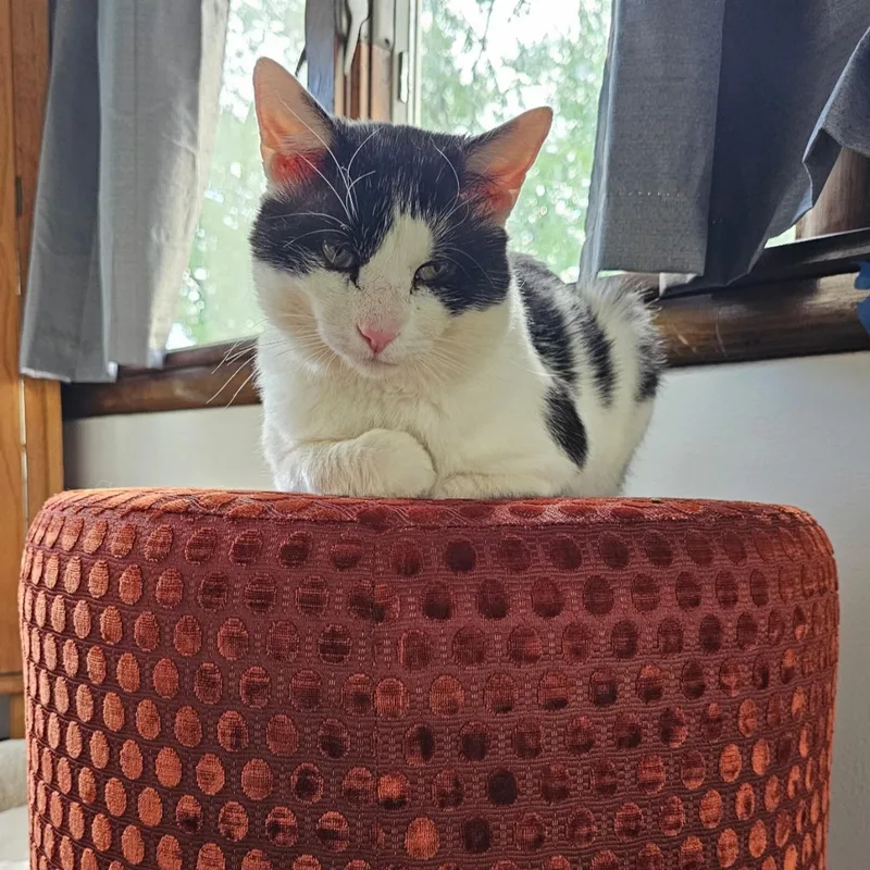 An adult medium-sized male Black & White / Tuxedo Domestic Short Hair cat named Neko for adoption in Wheaton, IL