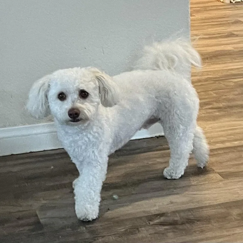 A young small-sized male White / Cream Miniature Poodle dog named Watermelon for adoption in Las Vegas, NV