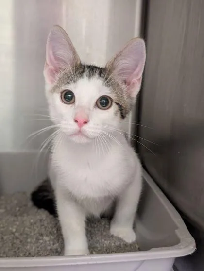 An adult small-sized male Domestic Short Hair cat named Max for adoption in Mansfield, TX