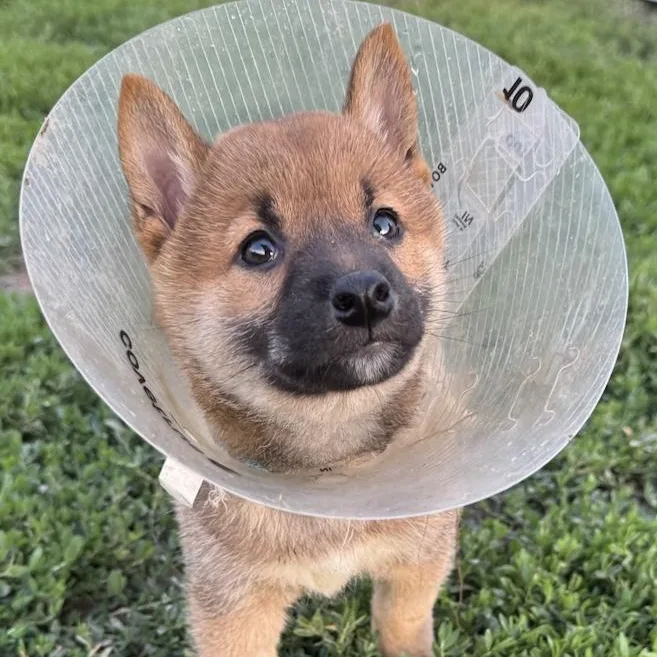 A baby small-sized male Shiba Inu dog named Tango for adoption in Toledo, OH