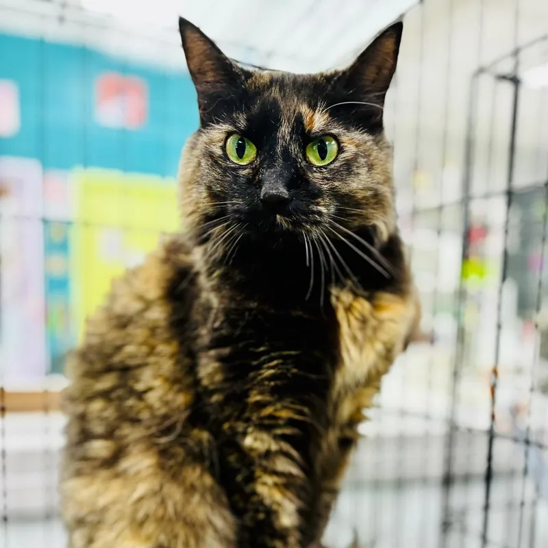 An adult small-sized female Tortoiseshell Domestic Long Hair cat named Coco for adoption in Lebanon, MO