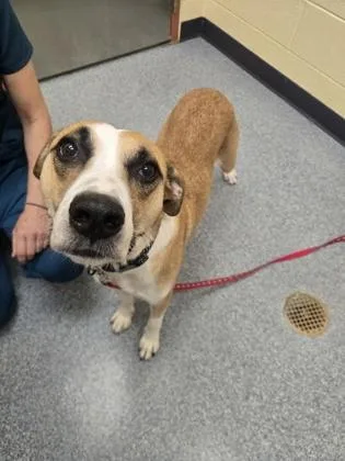 An adult large-sized female Pit Bull Terrier dog named Bridget for adoption in Westland, MI