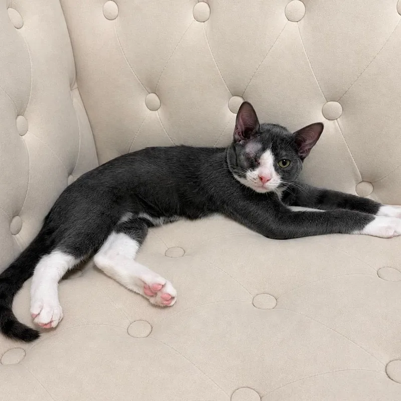 A baby medium-sized male Gray / Blue / Silver Domestic Short Hair cat named Levi for adoption in Moriches, NY