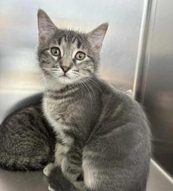 A baby medium-sized female Domestic Short Hair cat named Sparrow for adoption in Sioux City, IA