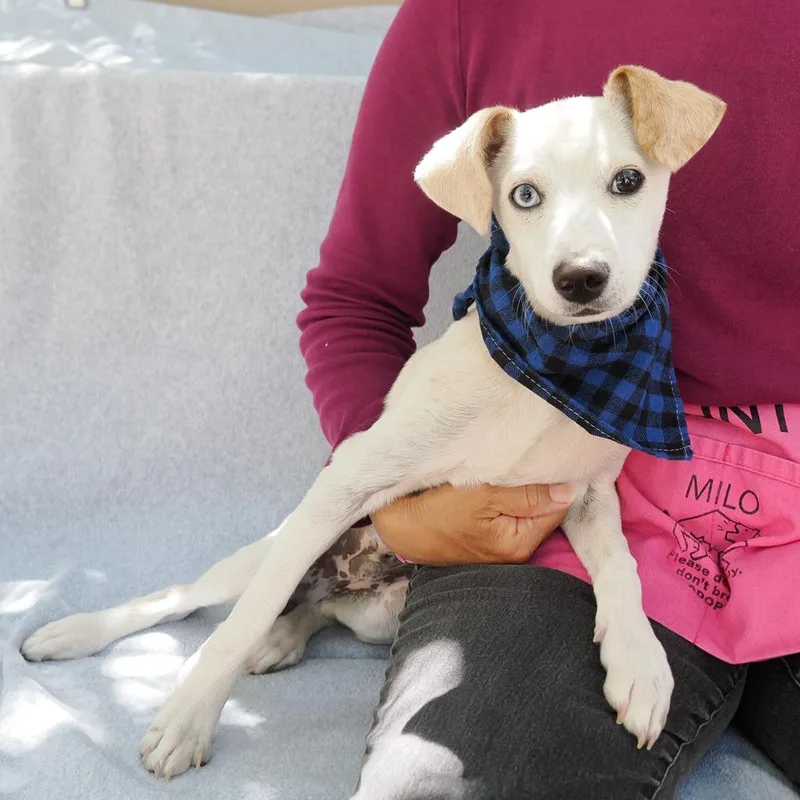 A young small-sized male White / Cream Chihuahua dog named Toro for adoption in Point Richmond, CA