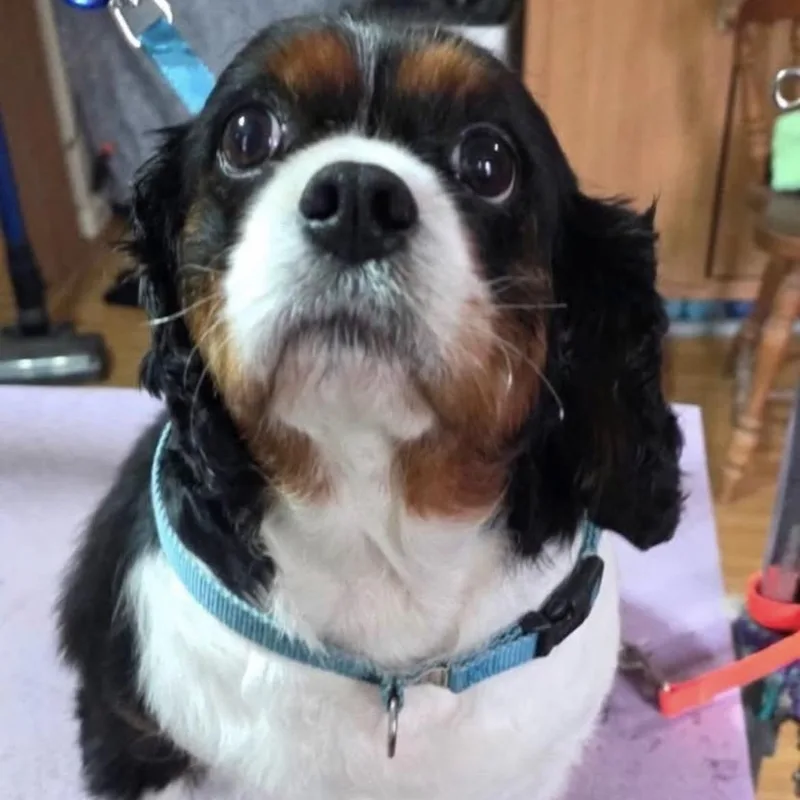 An adult medium-sized female Tricolor (Brown, Black, & White) Cavalier King Charles Spaniel dog named Bertha for adoption in Brockport, NY