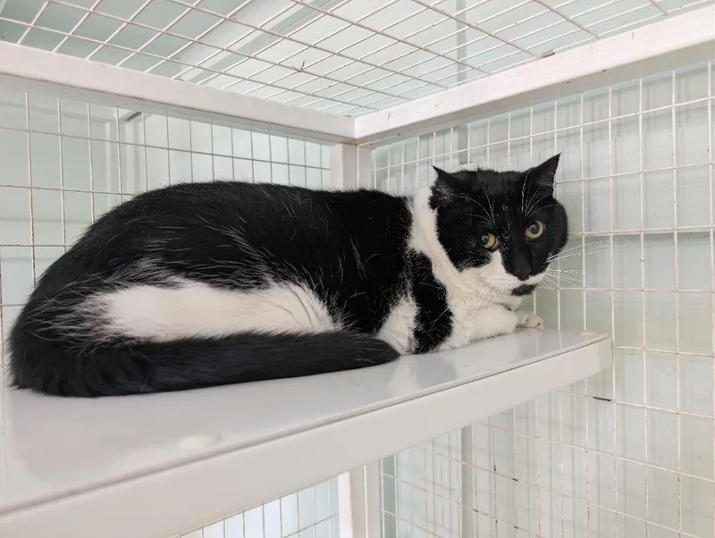 An adult medium-sized male Domestic Short Hair cat named Thor for adoption in Kingsland, GA