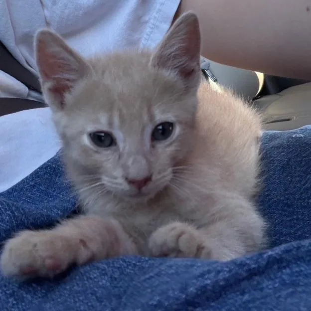 A baby small-sized male Buff / Tan / Fawn Domestic Short Hair cat named Bf  Blondie for adoption in Arizona City, AZ