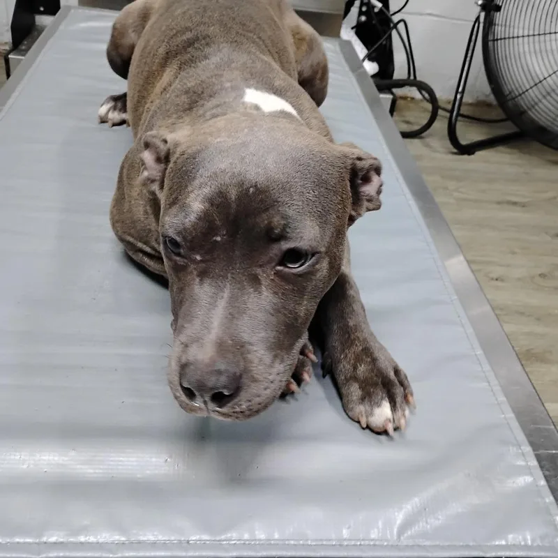 A young medium-sized female Gray / Blue / Silver Mixed Breed dog named Faith for adoption in Summerville, SC