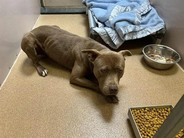 A young large-sized male Pit Bull Terrier dog named A for adoption in Martinez, CA