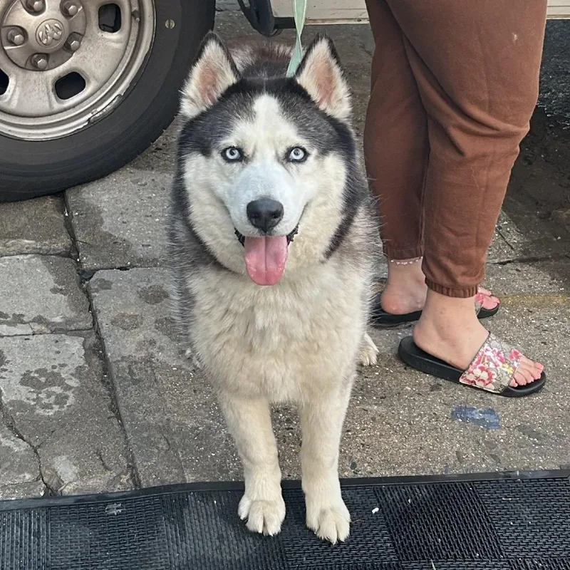 An adult medium-sized male Black Siberian Husky dog named Fennel for adoption in Newark, NJ