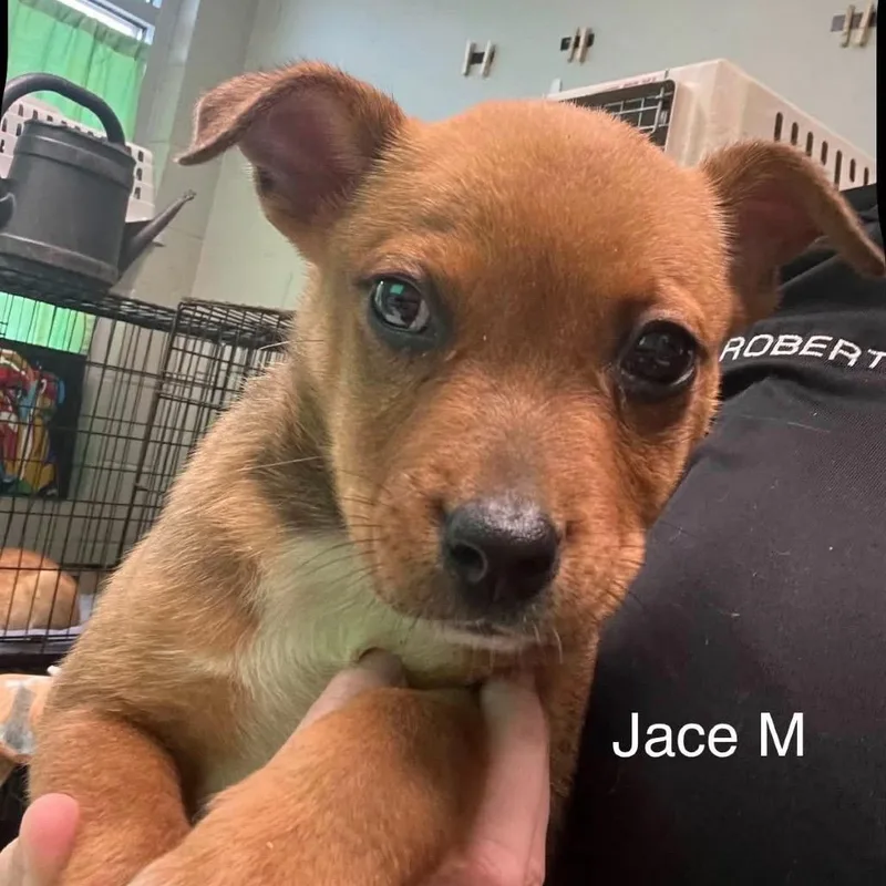 Jace thumbnail 6