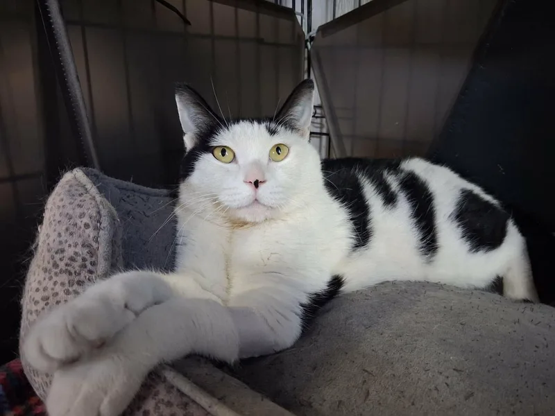 An adult medium-sized female Domestic Short Hair cat named Paula for adoption in Denver, CO