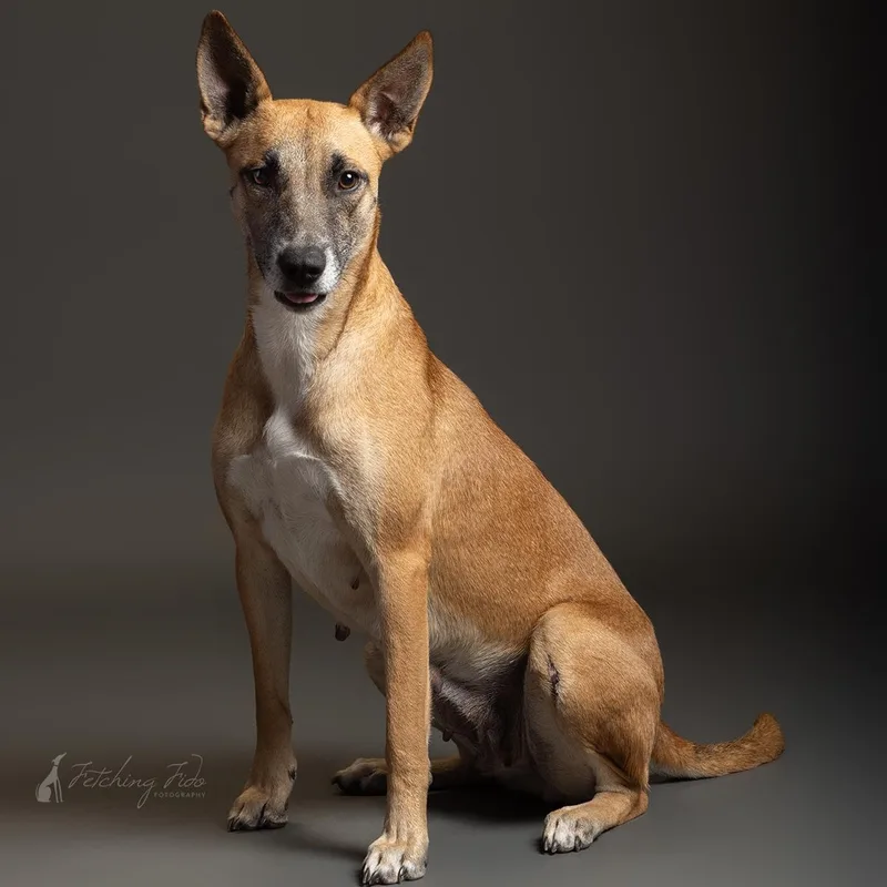 An adult medium-sized female Yellow / Tan / Blond / Fawn Shepherd dog named Yogurt for adoption in Friday Harbor, WA