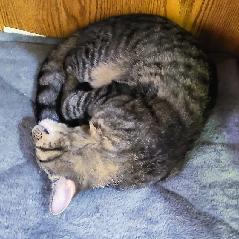 A young medium-sized male Brown / Chocolate Domestic Short Hair cat named Moss for adoption in Springfield, IL