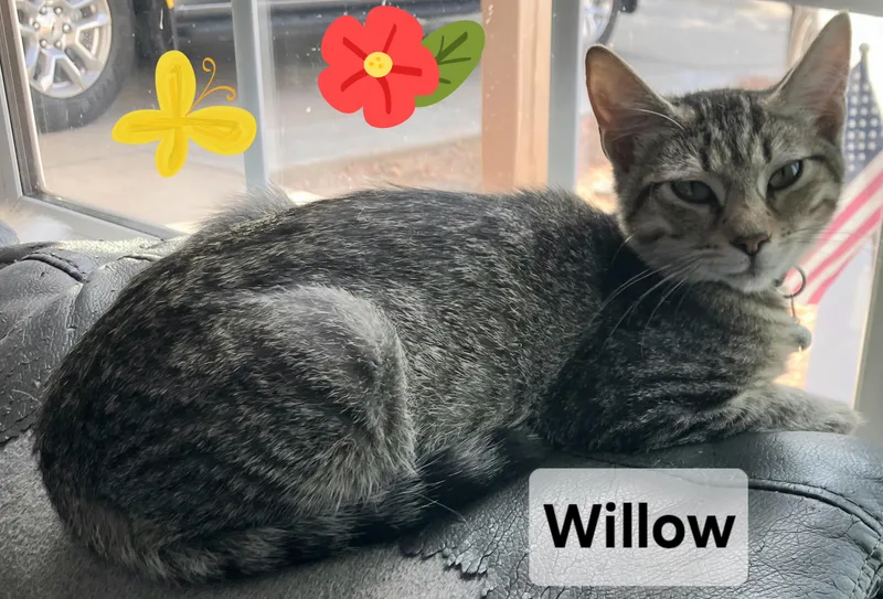 Willow