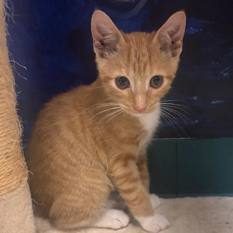 A baby small-sized male Orange / Red Domestic Short Hair cat named Candy Corn for adoption in Shawnee, KS