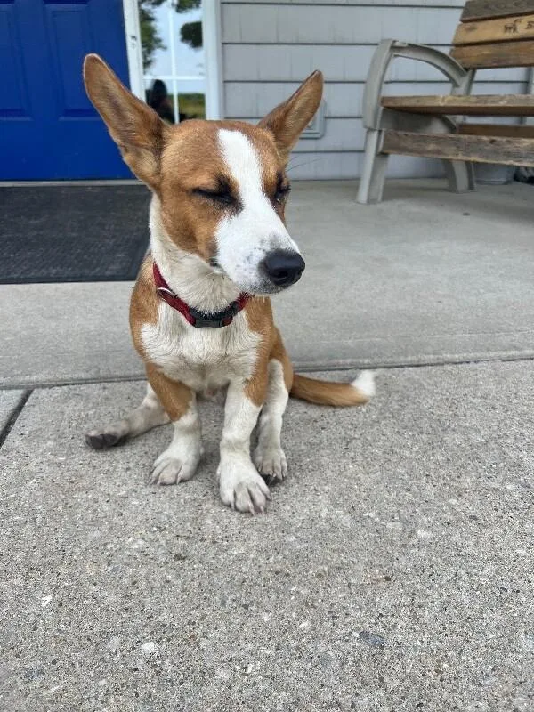 A young small-sized male Yellow / Tan / Blond / Fawn Corgi dog named Toby for adoption in Georgetown, OH