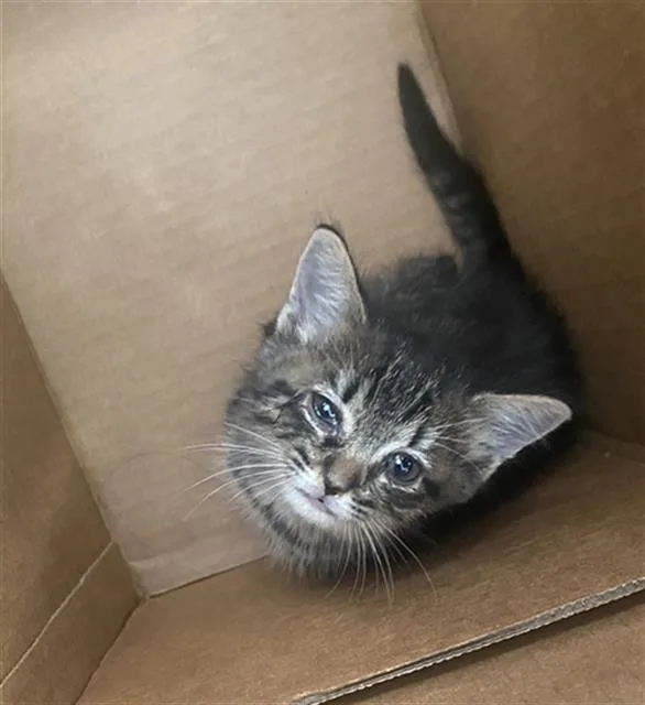 A baby medium-sized female Domestic Short Hair cat named Stella for adoption in Dallas, TX