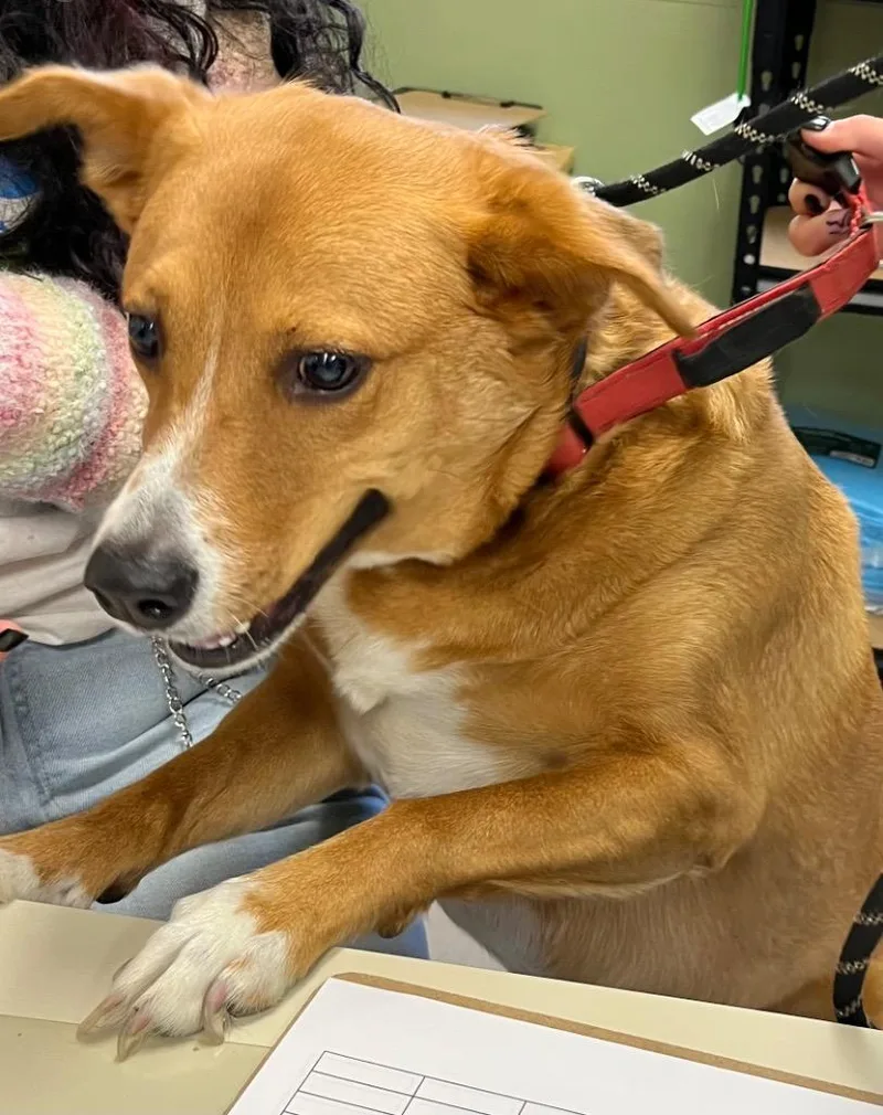 An adult medium-sized female Australian Shepherd dog named Vaya for adoption in Burnsville, NC