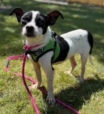 An adult small-sized male White / Cream Chihuahua dog named Frankie for adoption in Santa Paula, CA