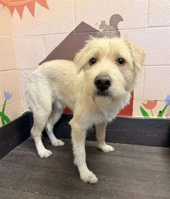A young medium-sized male Terrier dog named A for adoption in Castaic, CA
