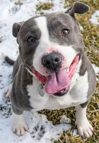 An adult medium-sized female Staffordshire Bull Terrier dog named Dublin for adoption in Akron, OH