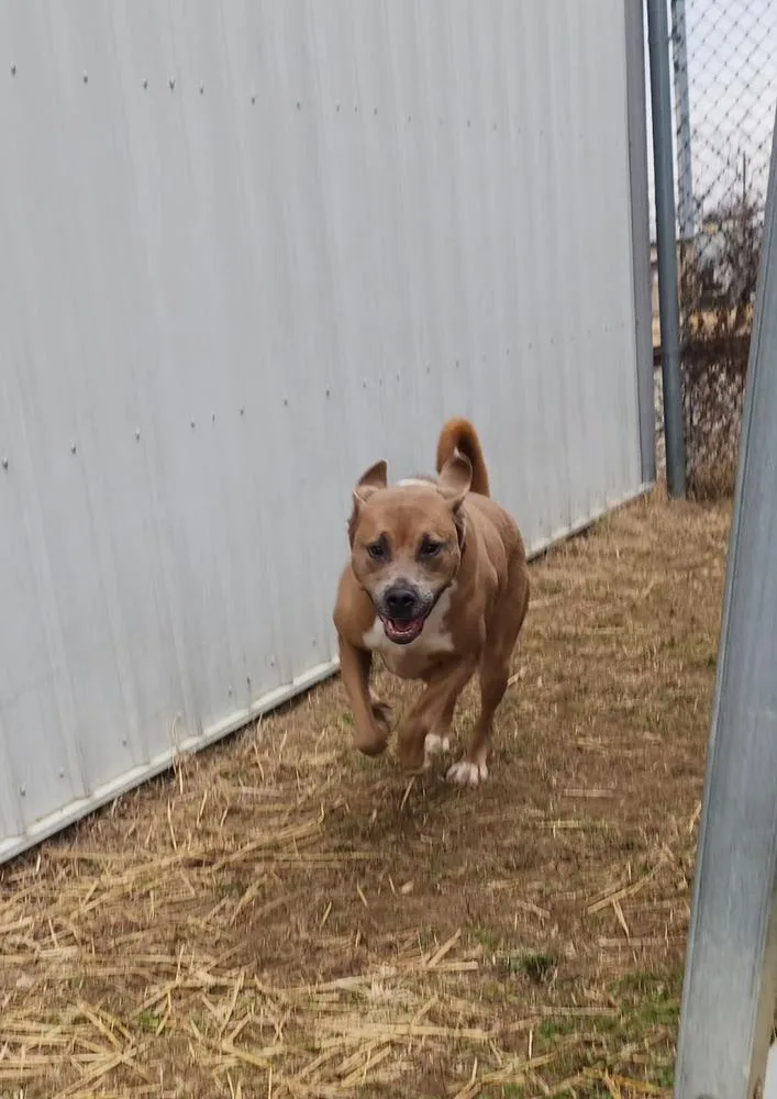 An adult medium-sized male White / Cream Boxer dog named Jax for adoption in Evansville, IN