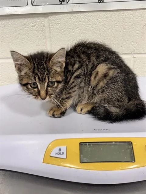 A baby small-sized female Domestic Short Hair cat named Miley for adoption in Upper Marlboro, MD
