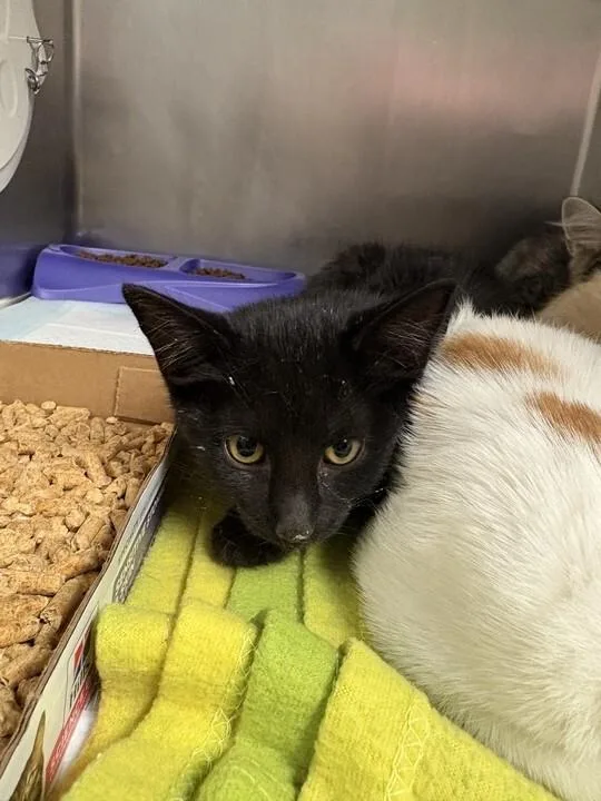A young medium-sized female Black Domestic Short Hair cat named Kiki for adoption in Cincinnati, OH