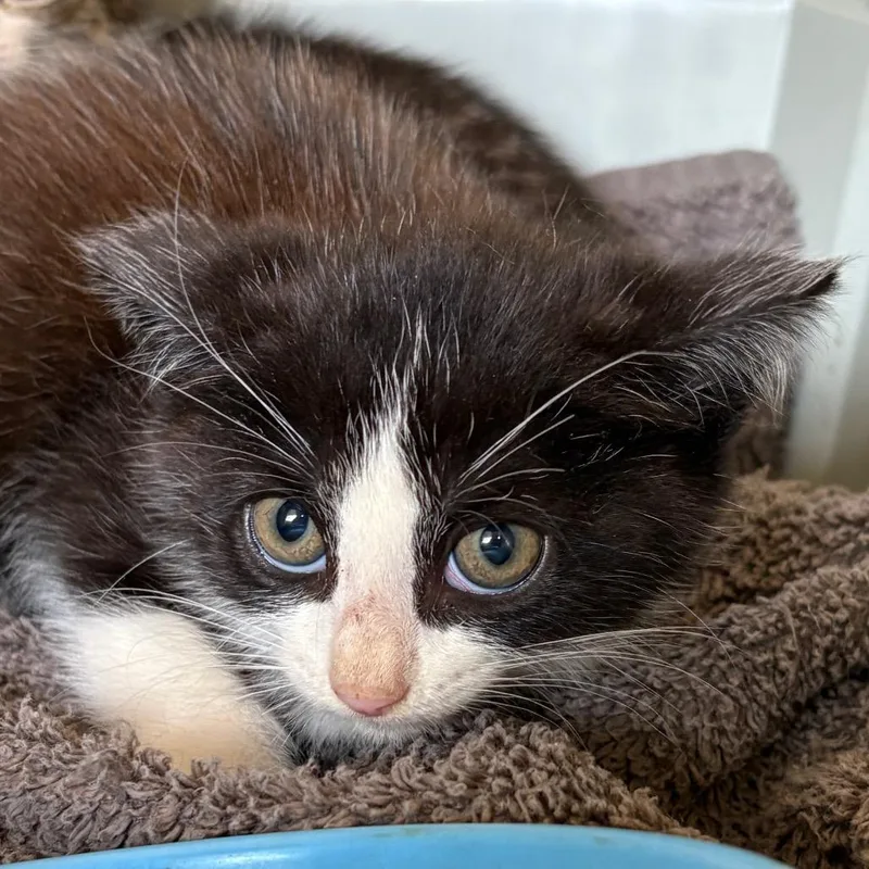 A baby small-sized female Black Domestic Short Hair cat named Jessica for adoption in Mount Juliet, TN