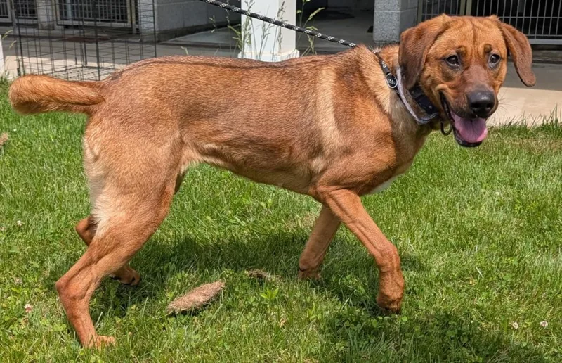 A young medium-sized female Red / Chestnut / Orange Rhodesian Ridgeback dog named Rosie for adoption in Norwalk, CT