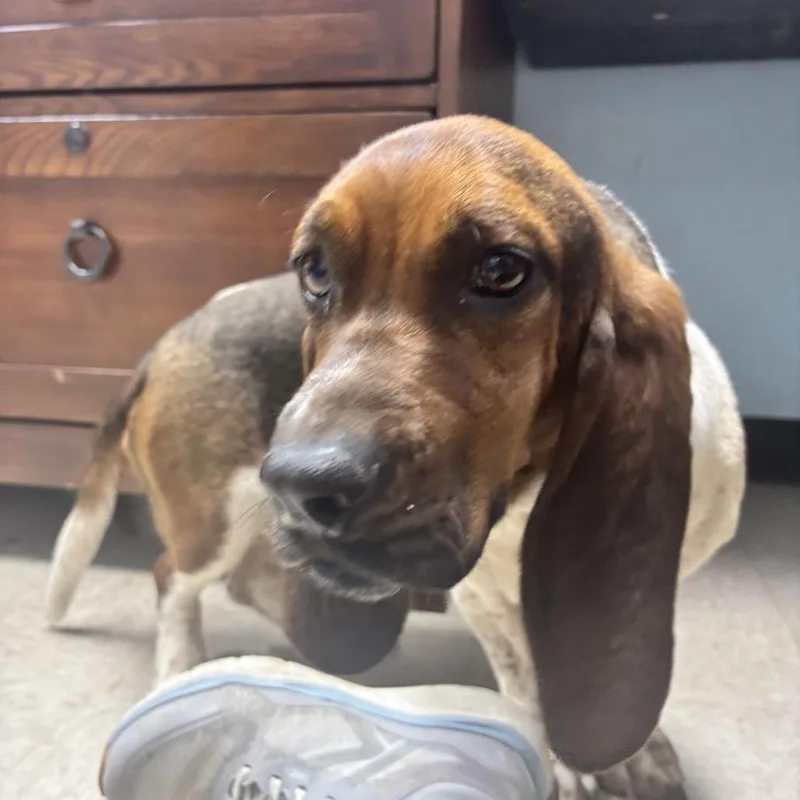 A young medium-sized male Black Basset Hound dog named Hammi for adoption in Franklin, NC