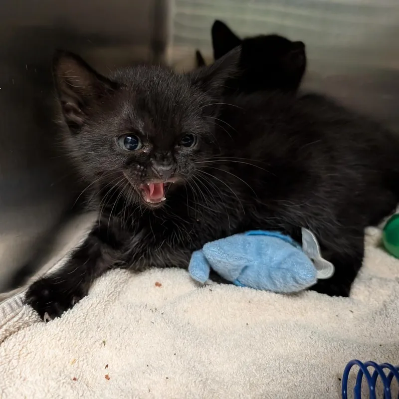 A baby small-sized male Brown / Chocolate Domestic Short Hair cat named Sequin for adoption in Titusville, FL
