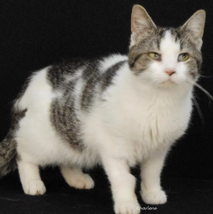 An adult medium-sized male White Domestic Short Hair cat named Bailey Wick for adoption in Newland, NC