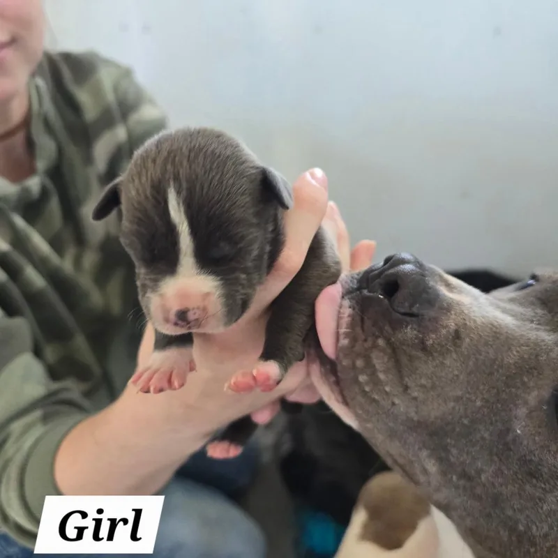A baby small-sized female Gray / Blue / Silver Mixed Breed dog named Merry for adoption in Hinesville, GA