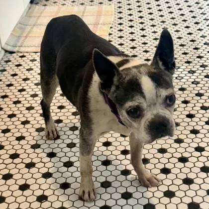A senior small-sized female French Bulldog dog named Maude for adoption in Savannah, GA