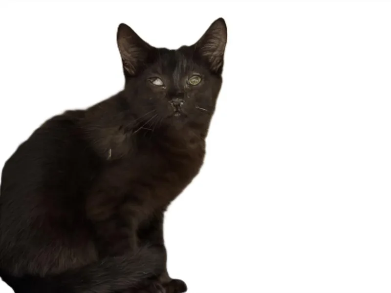 A baby small-sized male Domestic Short Hair cat named Skuggi for adoption in Los Angeles, CA