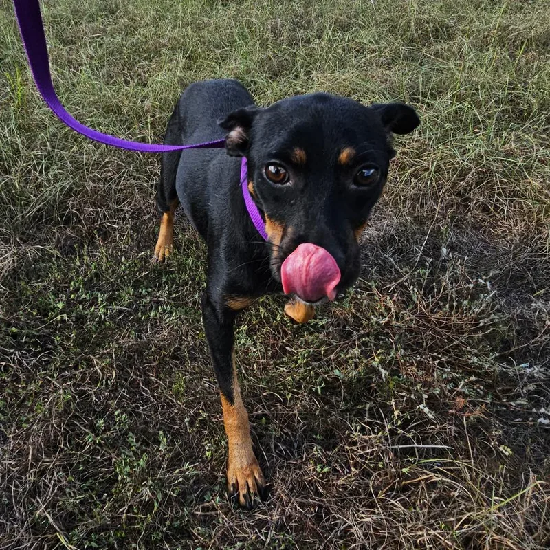 A young small-sized female Chihuahua dog named Betsy for adoption in Hattiesburg, MS