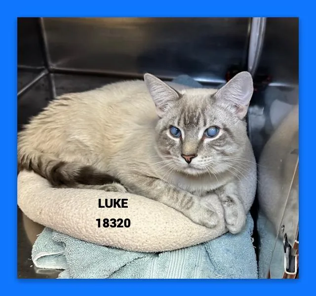 Luke thumbnail 2