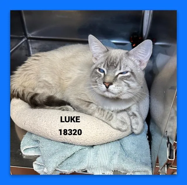 A young medium-sized male Blue Point Domestic Short Hair cat named Luke for adoption in Marietta, GA