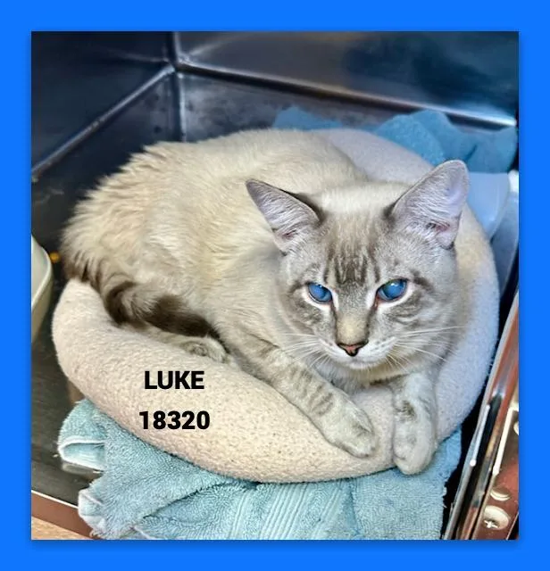 Luke thumbnail 3