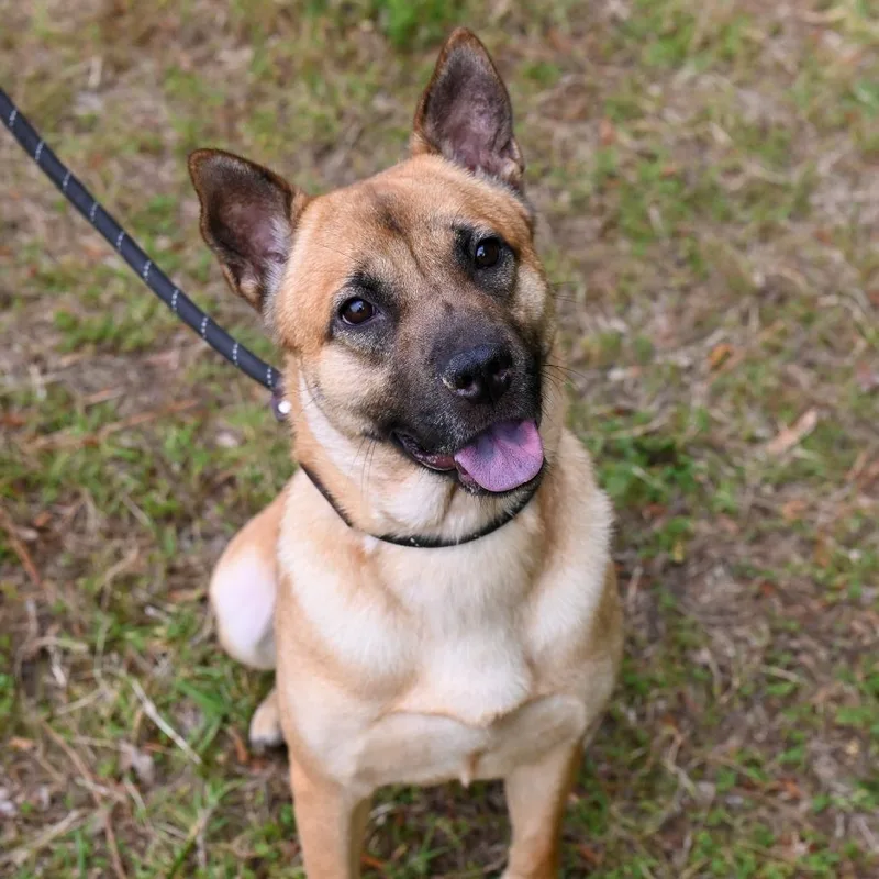An adult medium-sized female Yellow / Tan / Blond / Fawn Shiba Inu dog named Bailey for adoption in Richmond, VA