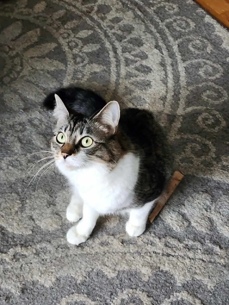 A young medium-sized female Tabby (Gray / Blue / Silver) Domestic Long Hair cat named Cookie for adoption in Chicago, IL