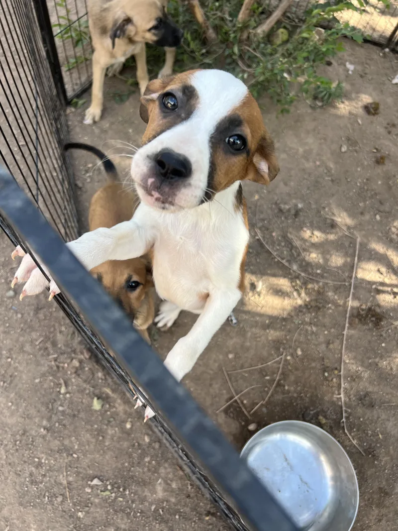 A baby medium-sized female Tricolor (Brown, Black, & White) Beagle dog named Marie for adoption in Fort Collins, CO