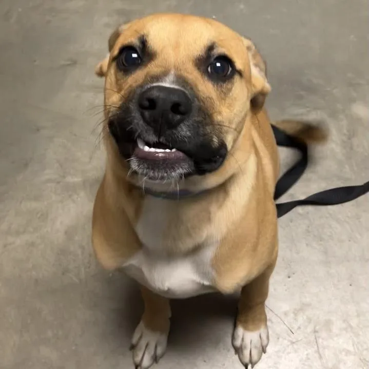 A young medium-sized male Brown / Chocolate Mixed Breed dog named Ghostie for adoption in DeKalb, IL