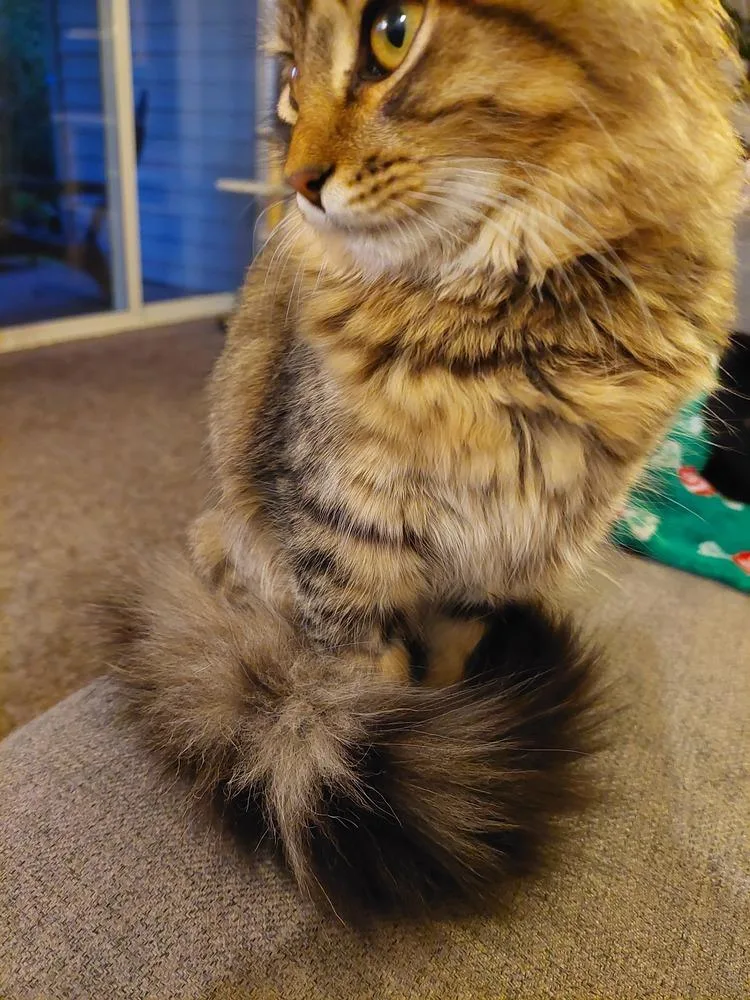 A young medium-sized male Domestic Medium Hair cat named Roscoe for adoption in Bellingham, WA