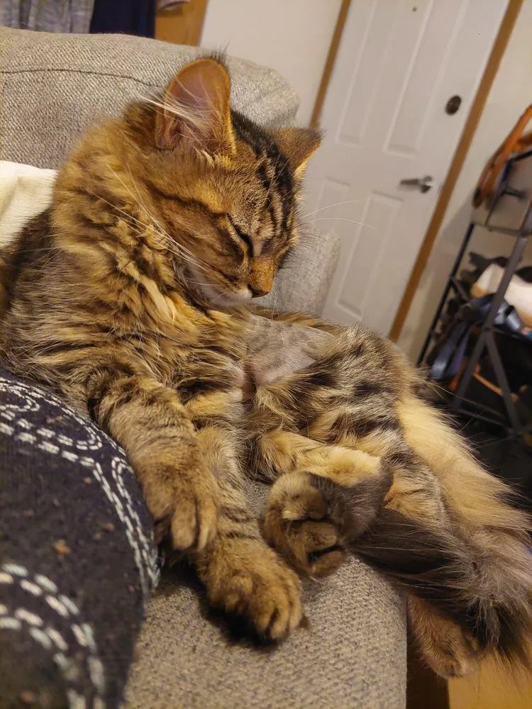 Roscoe thumbnail 2