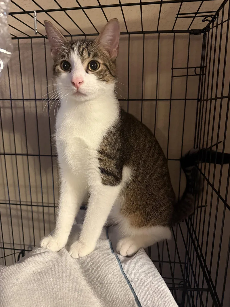 A young medium-sized male Tabby cat named Goose for adoption in MONTGOMERY, TX